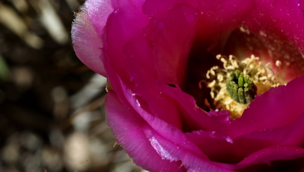 Arizona - Cactus Flower